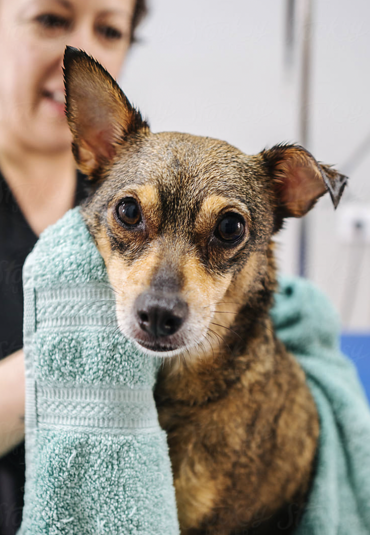 Dog wash station with raised stainless-steel tub and handheld shower wand at One Eleven Main
